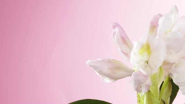 Time lapse of blooming white rhododendron blossoms. Soft gradient background