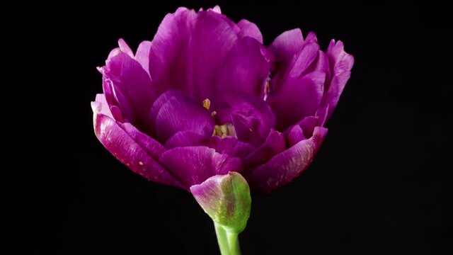 Time lapse of blooming purple tulip blossom. Isolated on black background.