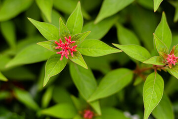 close up of beautiful two wild flowers plant on blurry leaves background. wild flower concept