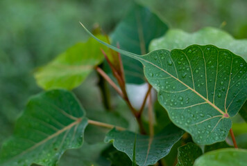 close up of peepal or ficus religiosa leaf with rain drops on it against blurry leafy background. nature concept