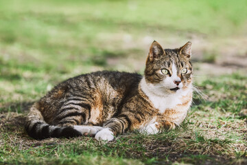 A beautiful stray cat laying in the green grass and looks and looks to the side.