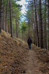 Fototapeta premium man with backpack hiking in the woods. Going through the forest path. Active weekend