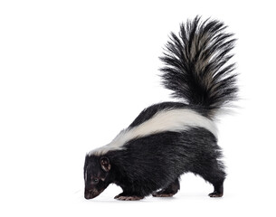 Cute classic black with white stripe young skunk aka Mephitis mephitis, standing side ways. Looking...