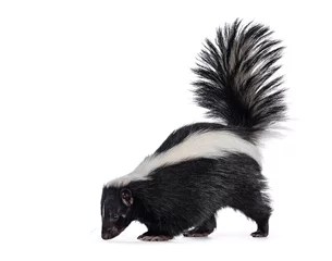 Foto op Canvas Cute classic black with white stripe young skunk aka Mephitis mephitis, standing side ways. Looking  towards floor with tail high up. Isolated on a white background. © Nynke