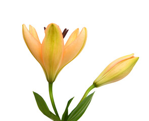 Beautiful Lily flower isolate on white 
