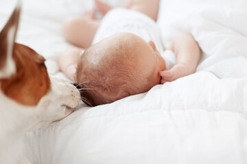 Dog sniffs newborn baby