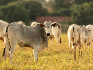 Cow portrait on pasture at sunset
