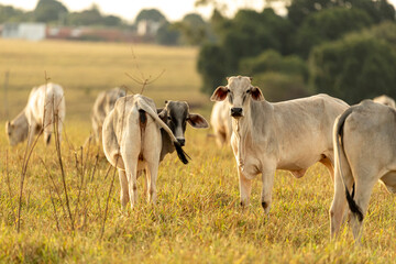 Cows on pasture at sunset