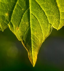 green leaf macro
