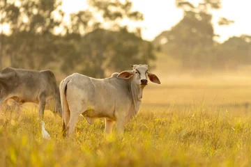 Zelfklevend Fotobehang Cows on pasture at sunset © Murilo