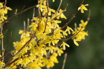 Border forsythia is an ornamental deciduous shrub of garden origin.Forsythia flowers in front of with green grass and blue sky.