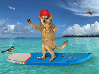 A beige dog surfer in a red cap stands on a surf board in the Maldives.
