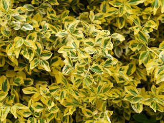 Eunonymus fortunei  'Emerald Gold' | Fortune's spindle or wintercreeper. Ornamental shrub...