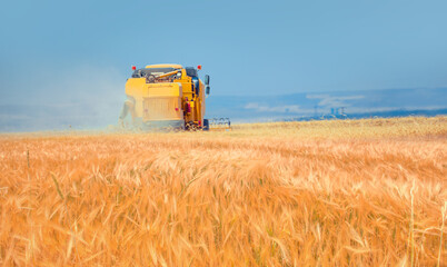 Obraz premium Combine harvester in field wheat