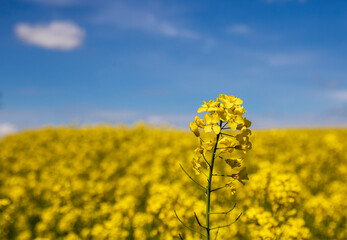 rape fields