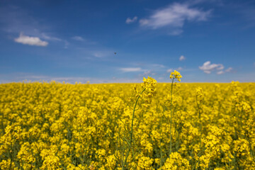 rape fields