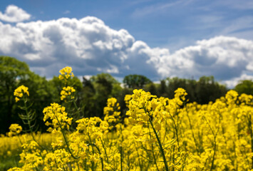 field of yellow flowers