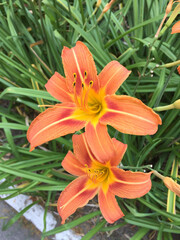 Orange lily flowers on a green grass background