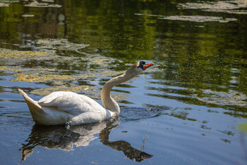 Mute swan cob extending his neck