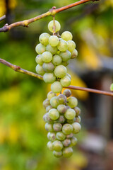 Winter white grapes on the plant.