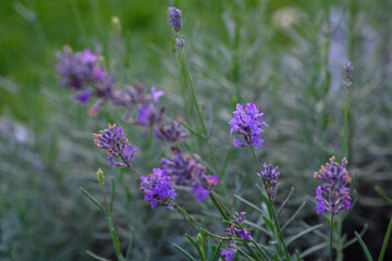 Purple lavender flowers on the plant.