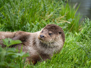 Otter