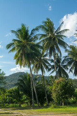 Fototapeta na wymiar Coconut palm trees and the blue sky is a beautiful from Thailand.
