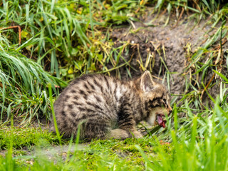 Scottish Wildcat Kitten eating
