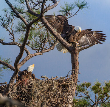 American Bald Eagle parents on nest