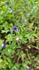 blue bird on a flower