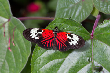 Fototapeta na wymiar Colorful， red， black and white common postman butterfly rests on leaf