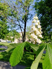 spring in the park. Chestnut blossoms