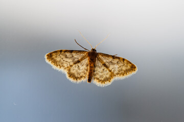 Obraz premium Detail of a moth with brown wings.