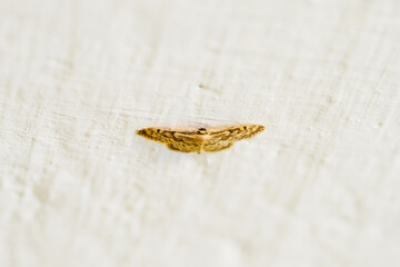Detail of a moth with brown wings.