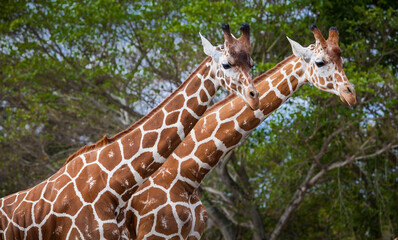 Pair of giraffes walk in Kenya
