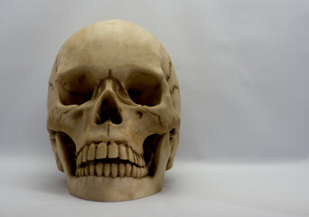 Skull