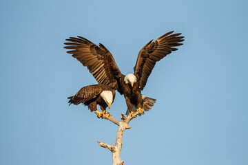 Pair of mating American Bald Eagles