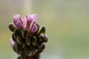 Close-up of pink hyacinth flowers.