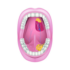 the bottom of the mouth. Salivary ducts of the salivary glands. Arteries and nerves of the tongue. Open wide. Vector illustration