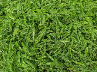 Yarrow leaves Achillea millefolium. Green healing carpet. © Tatiana Berezovskaya