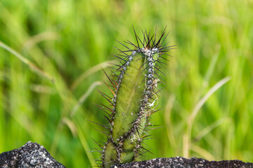 2021, atibaia, background, beautiful, beauty, bom jesus dos perdões, brazil, cactus, closeup, color, environment, field, flora, garden, grass, green, growing, growth, leaf, macro, natural, nature, out