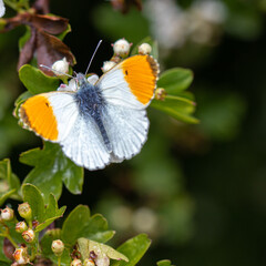 Orange Tip butterfly on a flower
