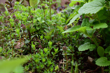 Frische Kräuter im eigenen Garten mit Gartenszene, Thymian, Minze, Melisse im Hochformat