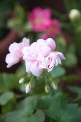 Geranium Zonal, Pelargonium hortorum with pink  rose-like flowers