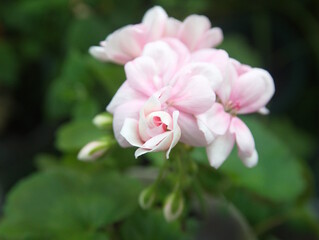 Geranium Zonal, Pelargonium hortorum with pink  rose-like flowers