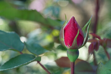 Close up of a red rose bud ready to bloom