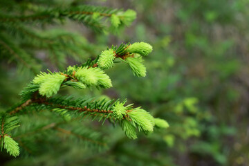 Fichtenwipferl für Maiwipfel Wipfelsirup gegen Husten zum Selbsternten aus der Natur