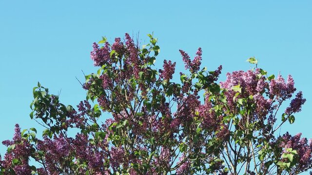 flowering Lilac in front of blue sky
