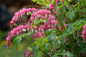 Flowering of the plant Dicentra formosa on a blurred background. This flower has another name - a...
