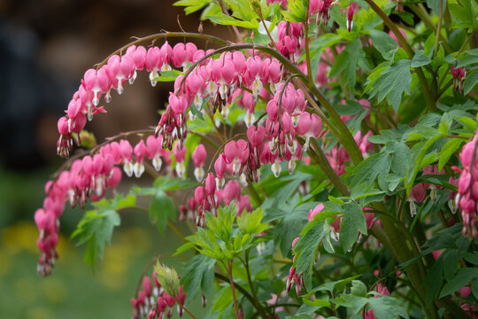Flowering of the plant Dicentra formosa on a blurred background. This flower has another name - a bleeding or broken heart.